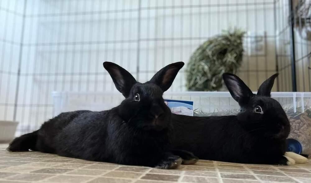 Boots and Socks, Adoptable, Adult Male Havana & Bunny Rabbit.