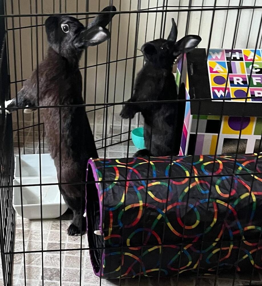 Enlarge Boots and Socks, a Adoptable mixed breed in Melbourne, FL image 3/6