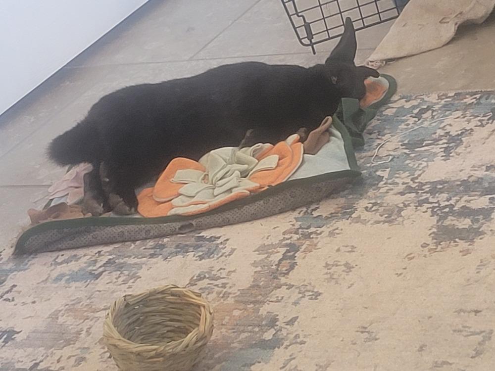 Enlarge Boots and Socks, a Adoptable mixed breed in Melbourne, FL image 4/6