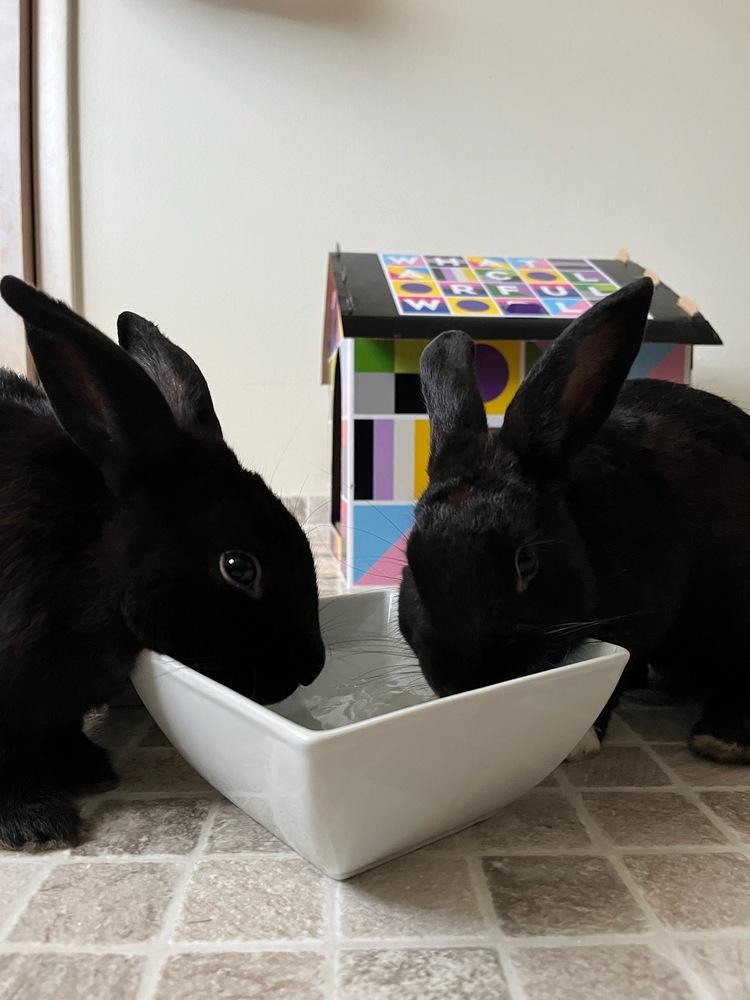 Enlarge Boots and Socks, a Adoptable mixed breed in Melbourne, FL image 5/6