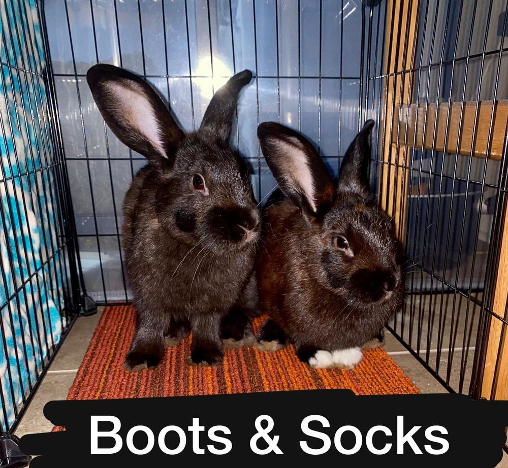 Boots and Socks, a Adoptable mixed breed in Melbourne, FL image 5/6