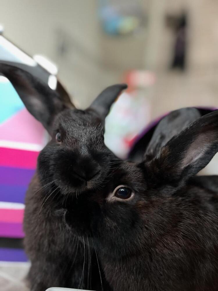 Enlarge Boots and Socks, a Adoptable mixed breed in Melbourne, FL image 6/6