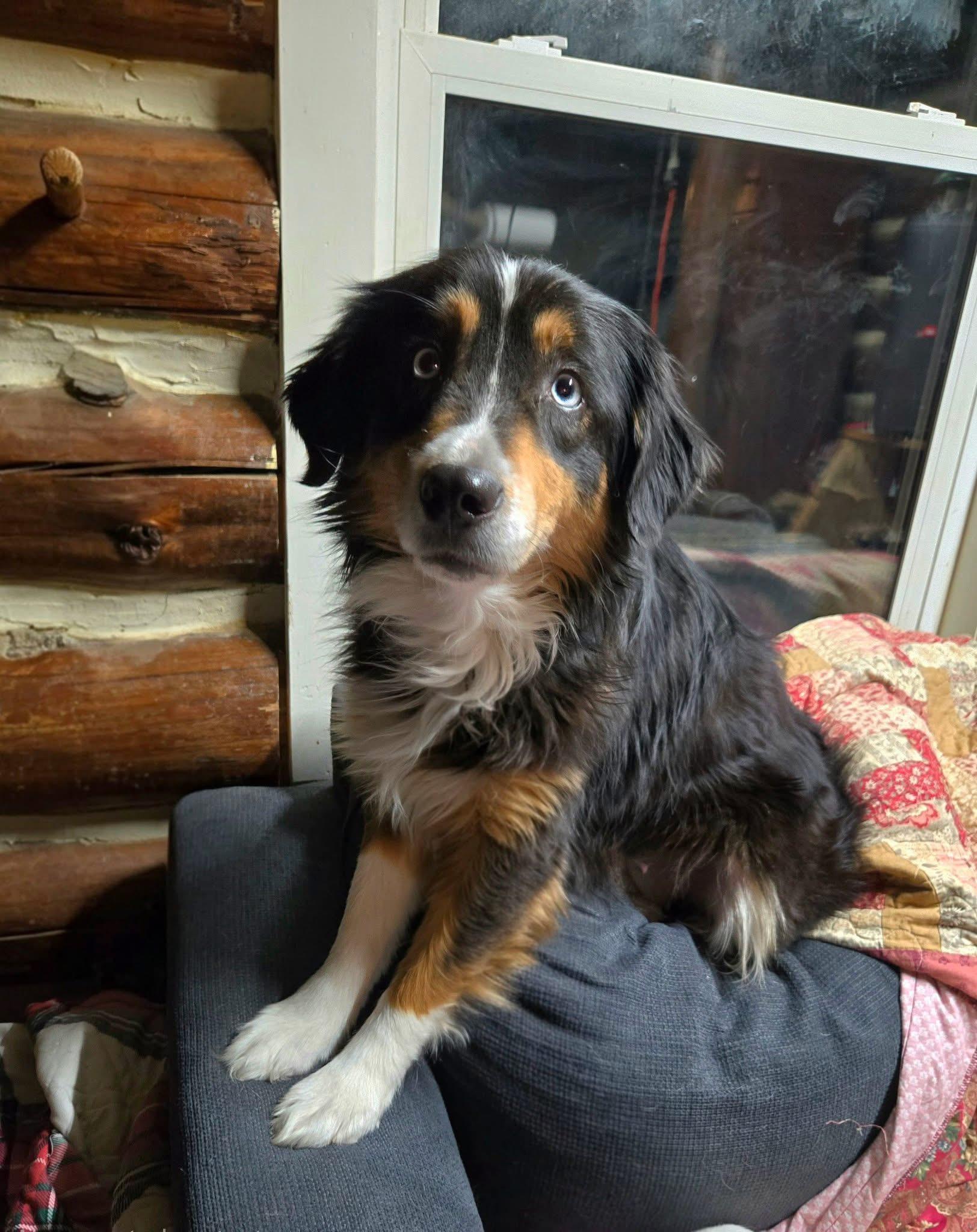 Enlarge Jewel, a Adoptable Australian Shepherd in Friendship, NY image 3/6