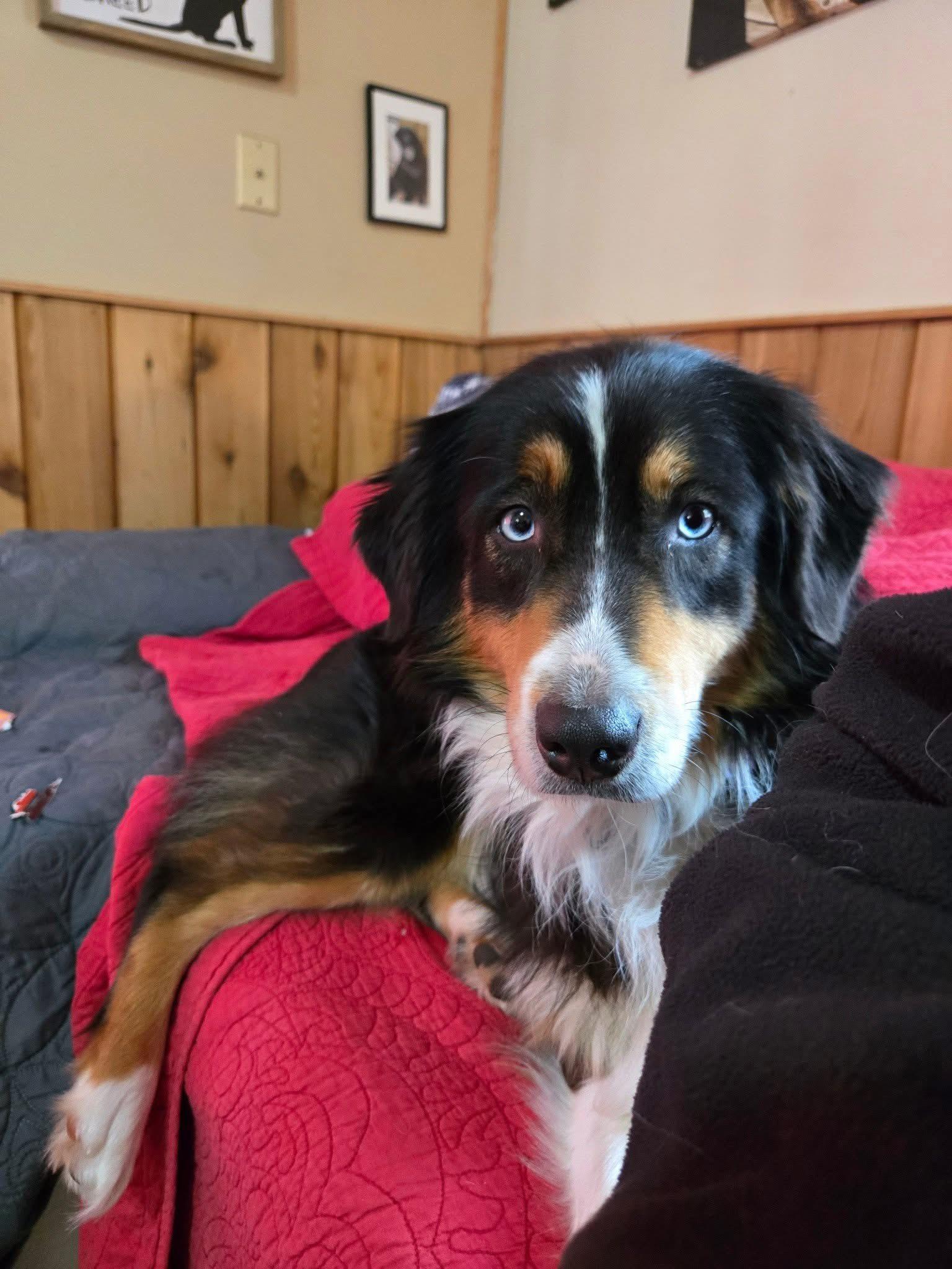 Enlarge Jewel, a Adoptable Australian Shepherd in Friendship, NY image 2/6