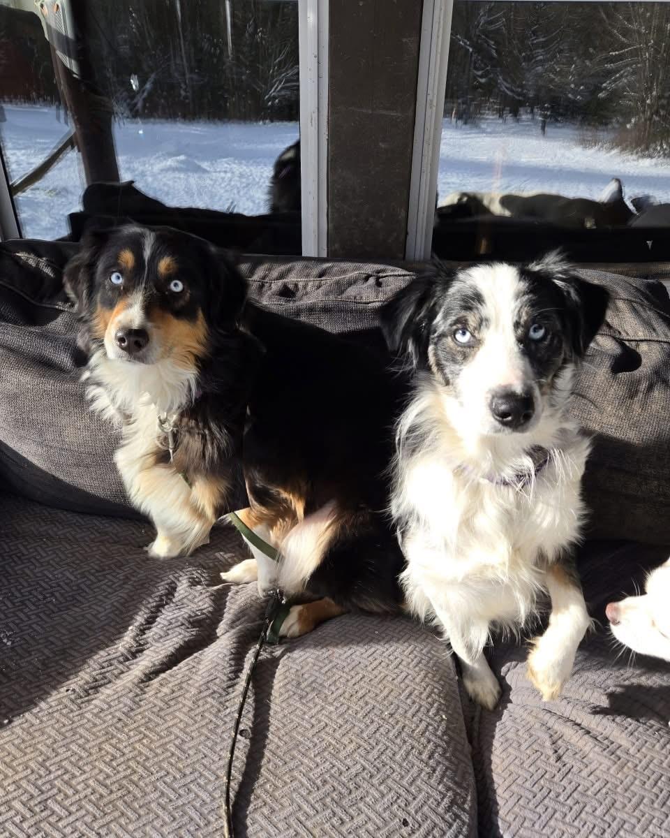 Enlarge Jewel, a Adoptable Australian Shepherd in Friendship, NY image 5/6