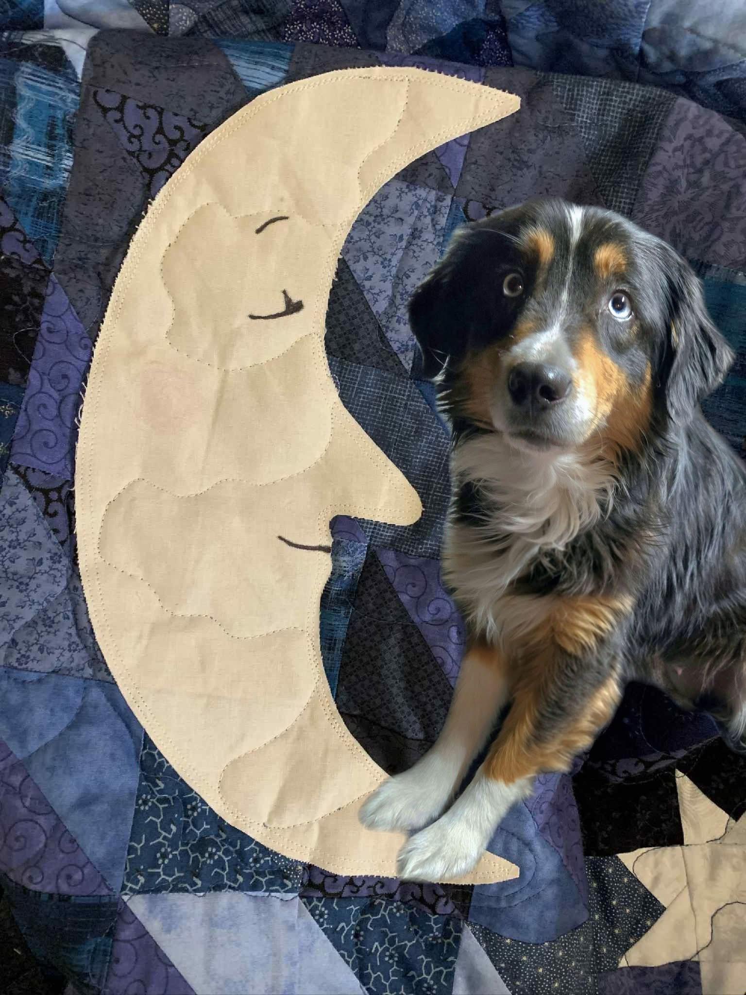 Enlarge Jewel, a Adoptable Australian Shepherd in Friendship, NY image 6/6