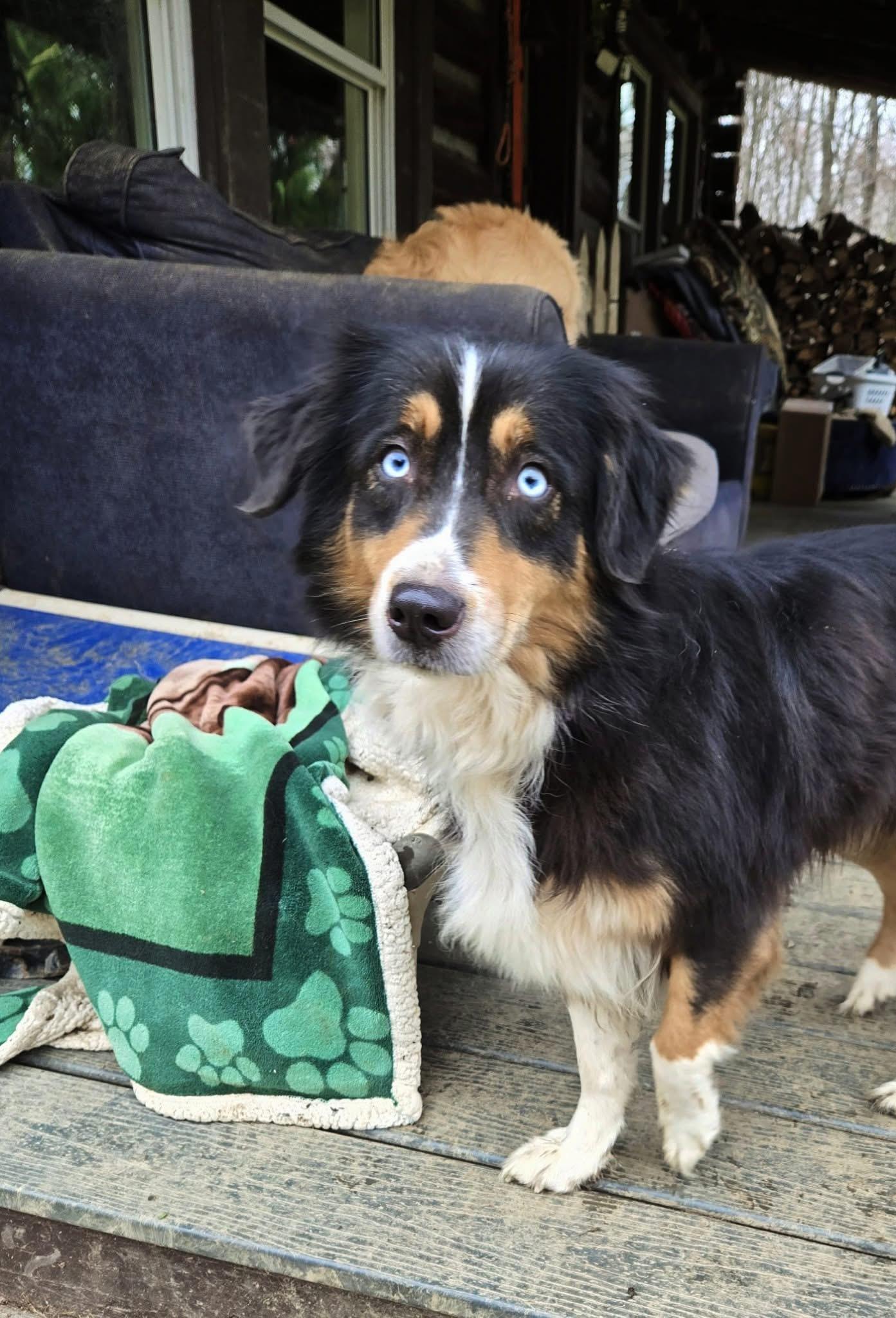Enlarge Jewel, a Adoptable Australian Shepherd in Friendship, NY image 1/6