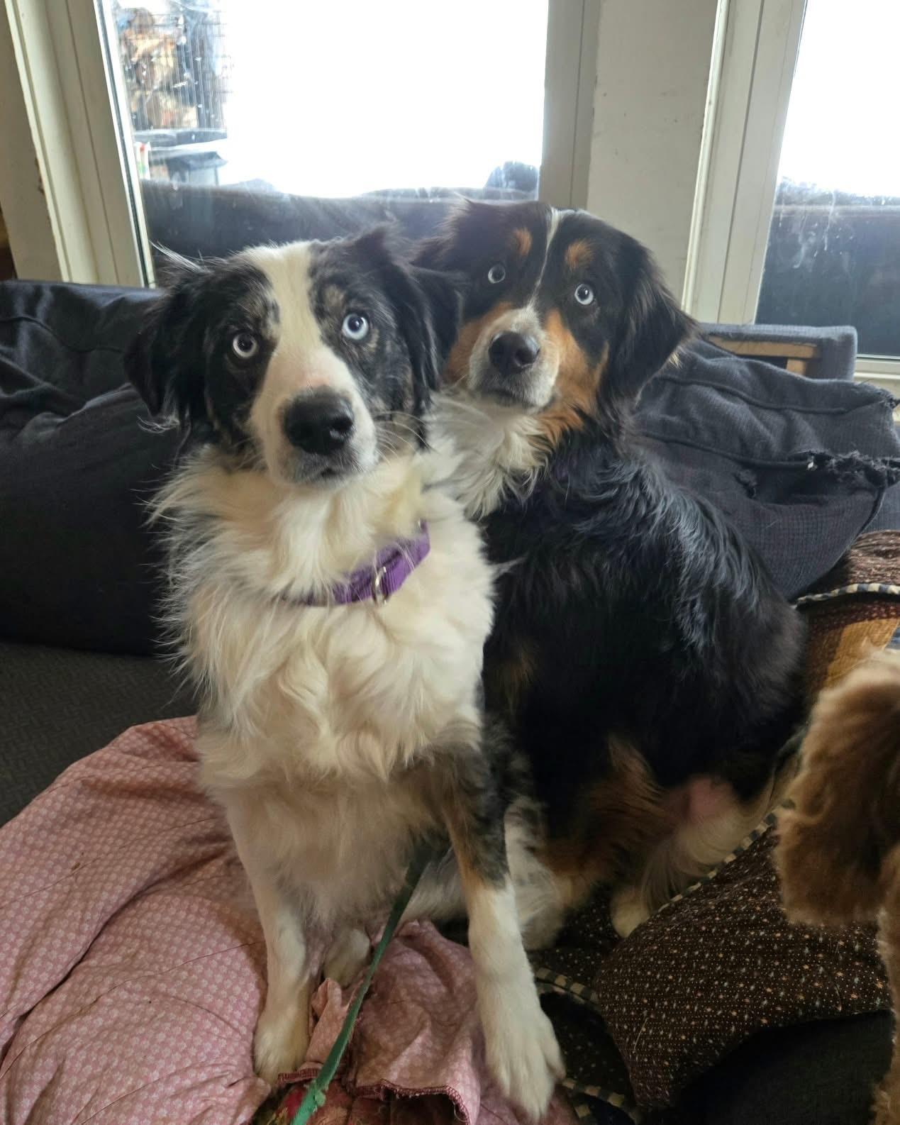 Enlarge Jewel, a Adoptable Australian Shepherd in Friendship, NY image 4/6