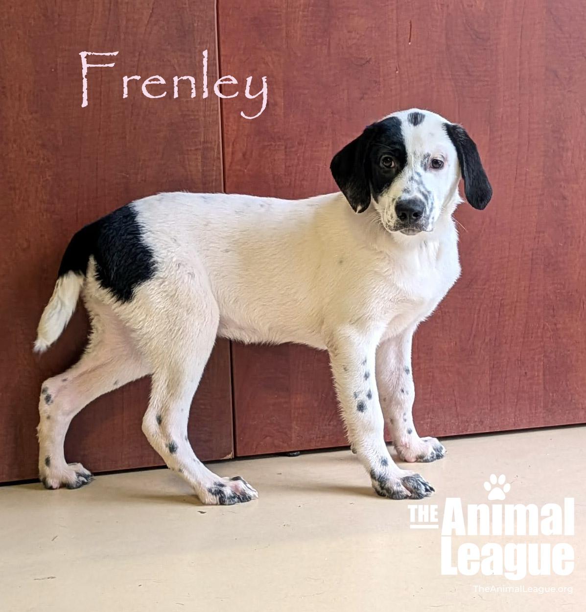 Enlarge Frenley, a Adoptable mixed breed in Groveland, FL image 3/3
