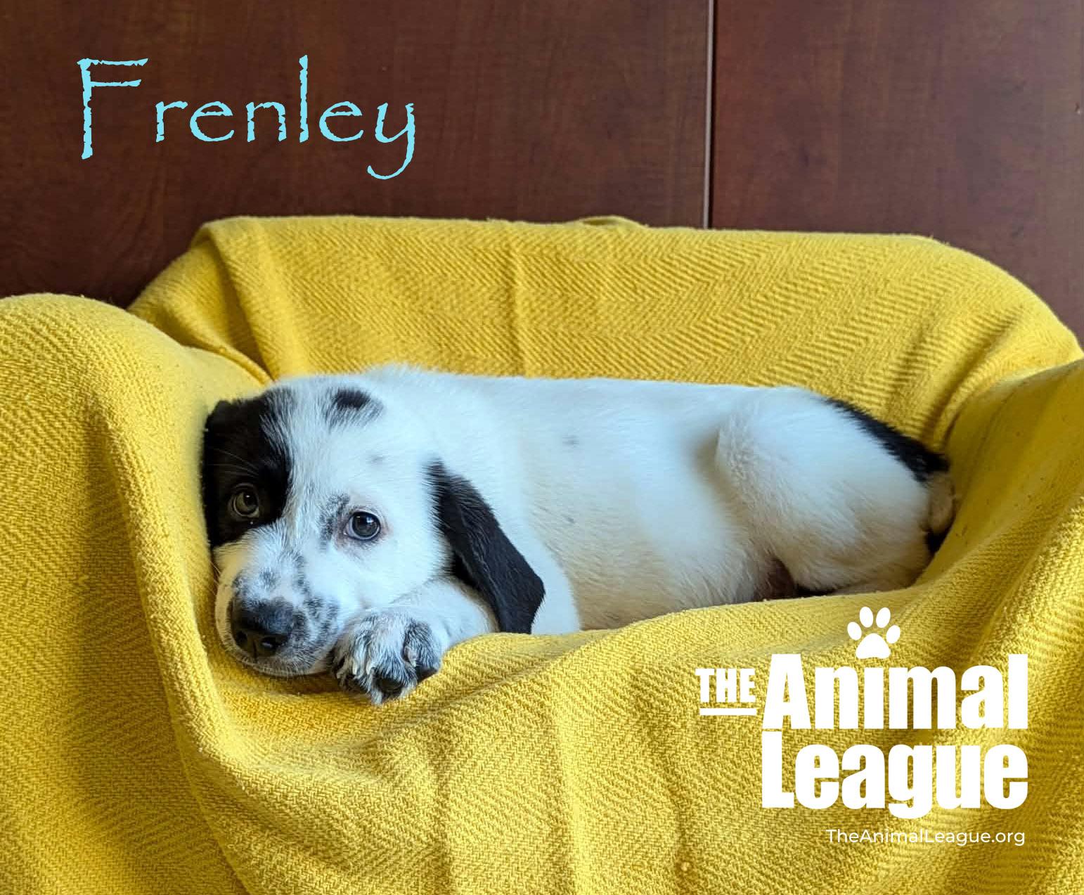 Enlarge Frenley, a Adoptable mixed breed in Groveland, FL image 3/4