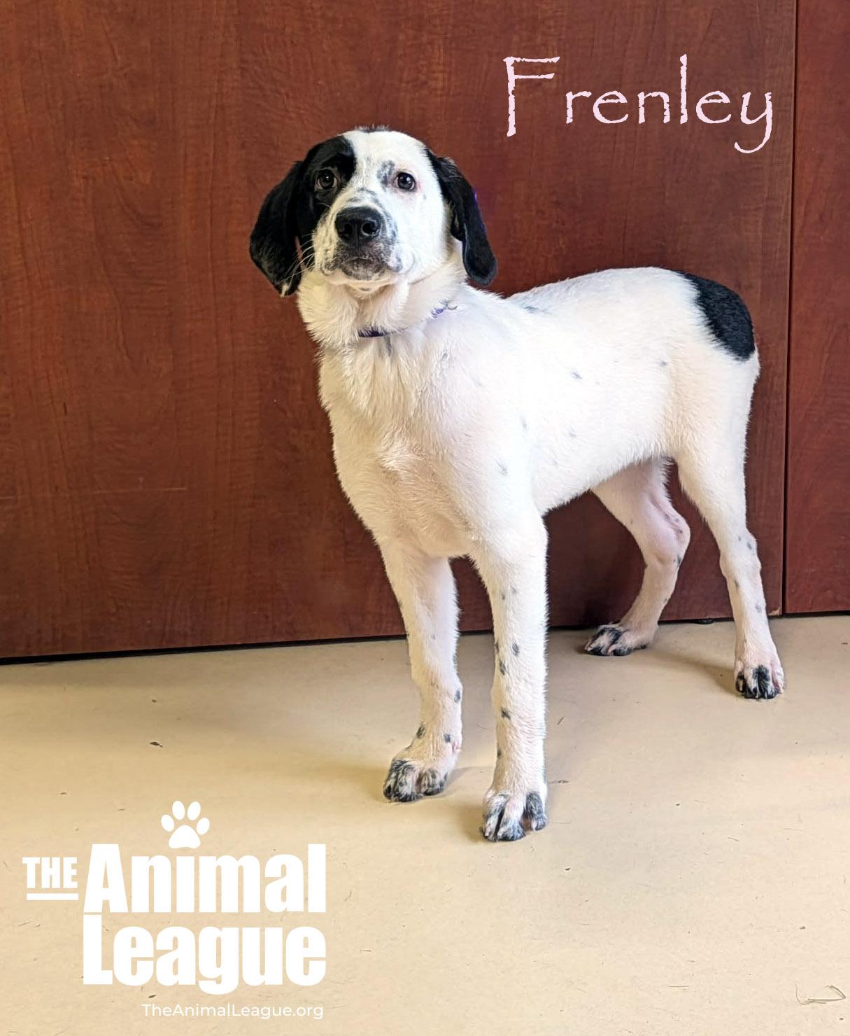 Enlarge Frenley, a Adoptable mixed breed in Groveland, FL image 2/3