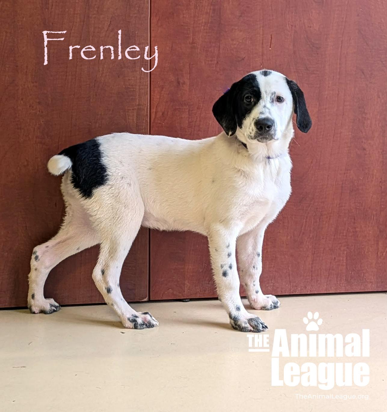 Frenley, Adoptable, Puppy Female Labrador Retriever.