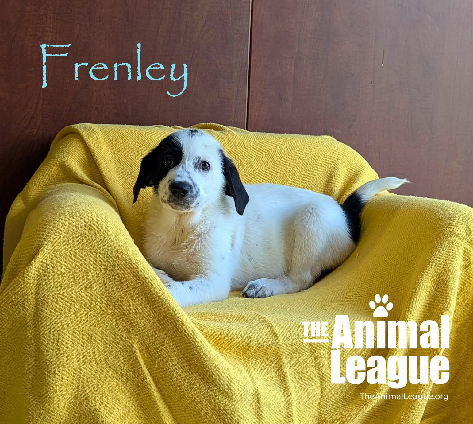 Enlarge Frenley, a Adoptable mixed breed in Groveland, FL image 2/4
