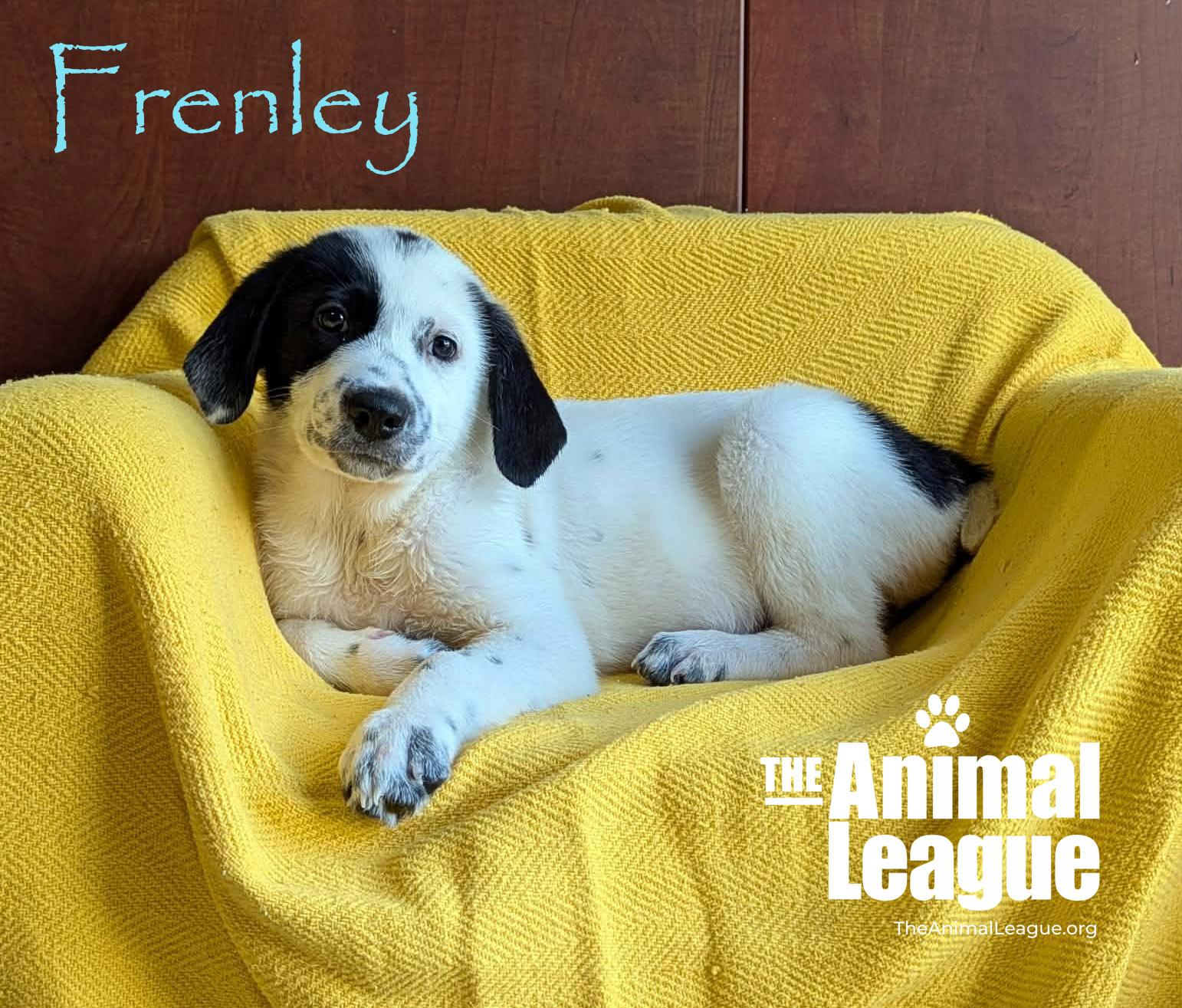 Frenley, Adoptable, Puppy Female Labrador Retriever.