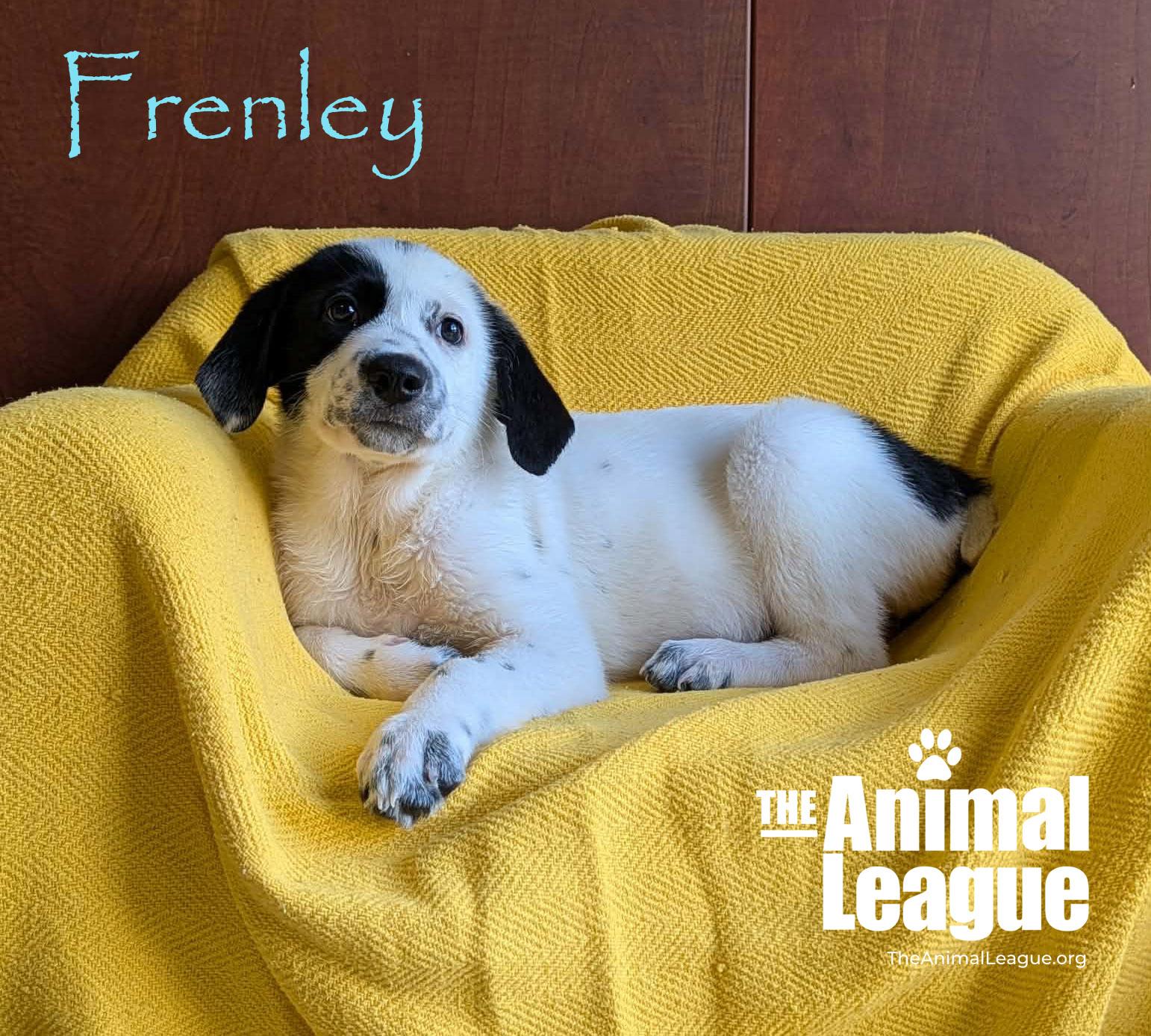 Enlarge Frenley, a Adoptable mixed breed in Groveland, FL image 4/4