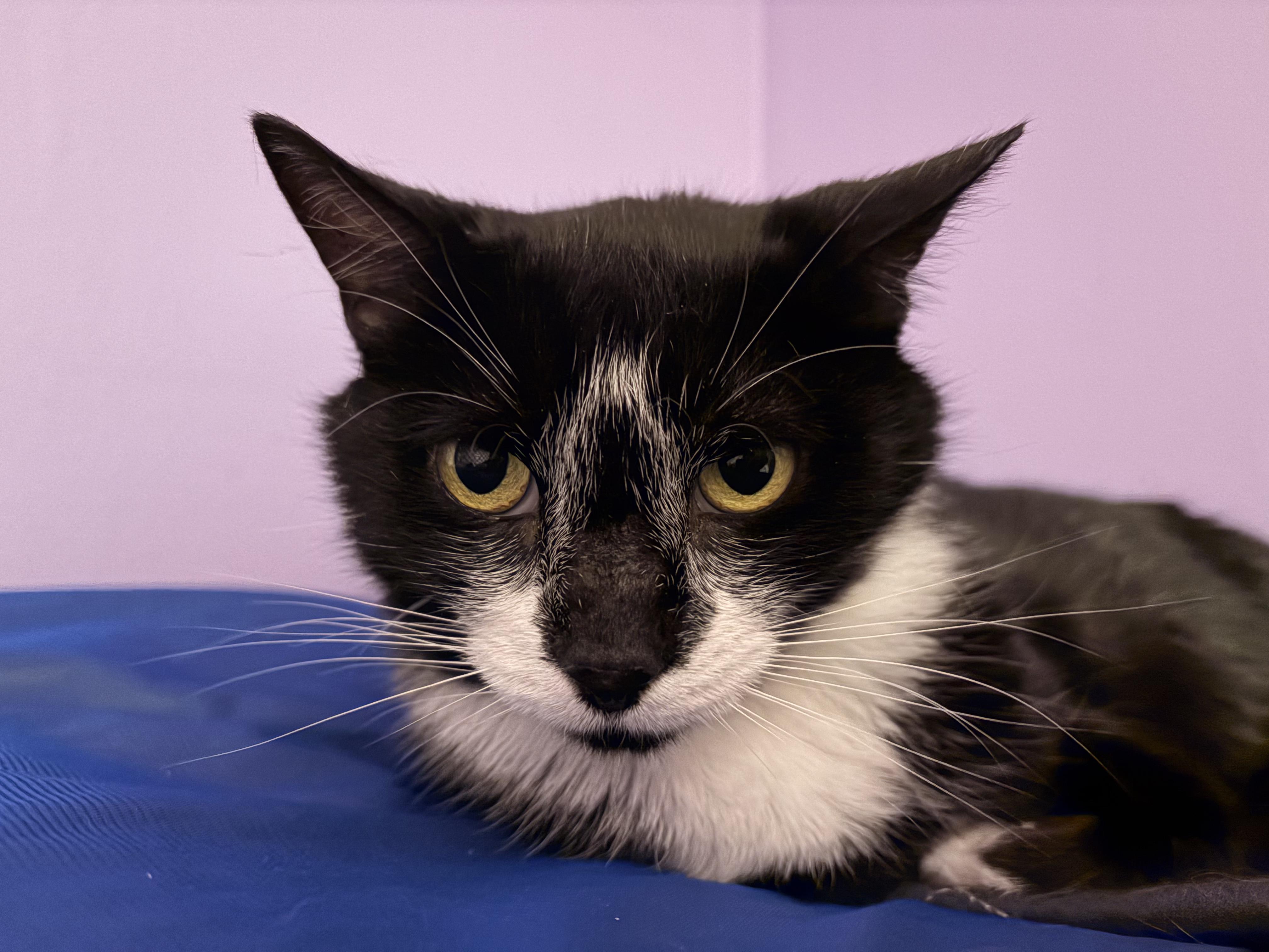 Enlarge Badger, a ADOPTABLE Domestic Short Hair in Mullica Hill, NJ image 3/3