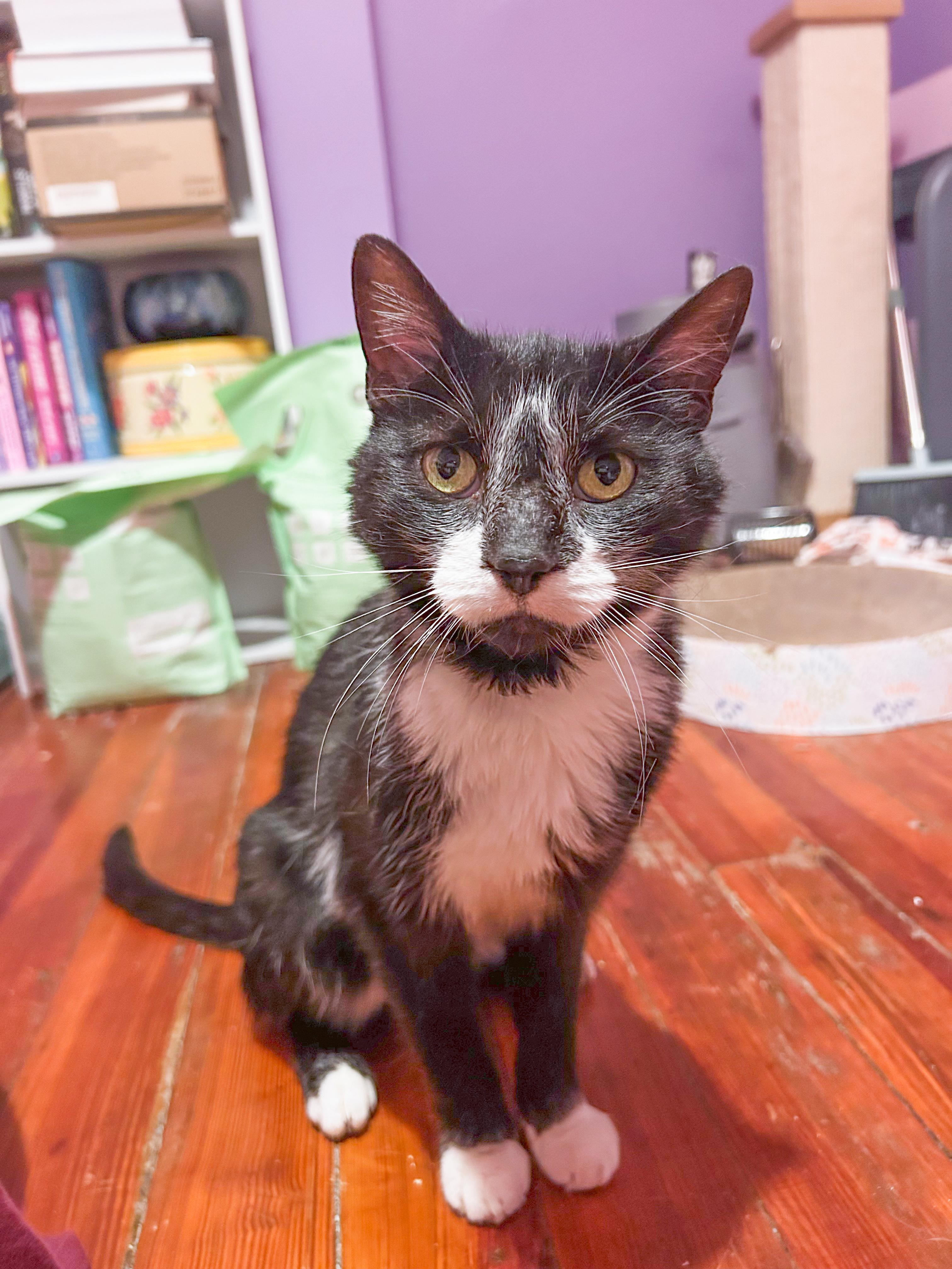 Badger, ADOPTABLE, Adult Female Domestic Short Hair.