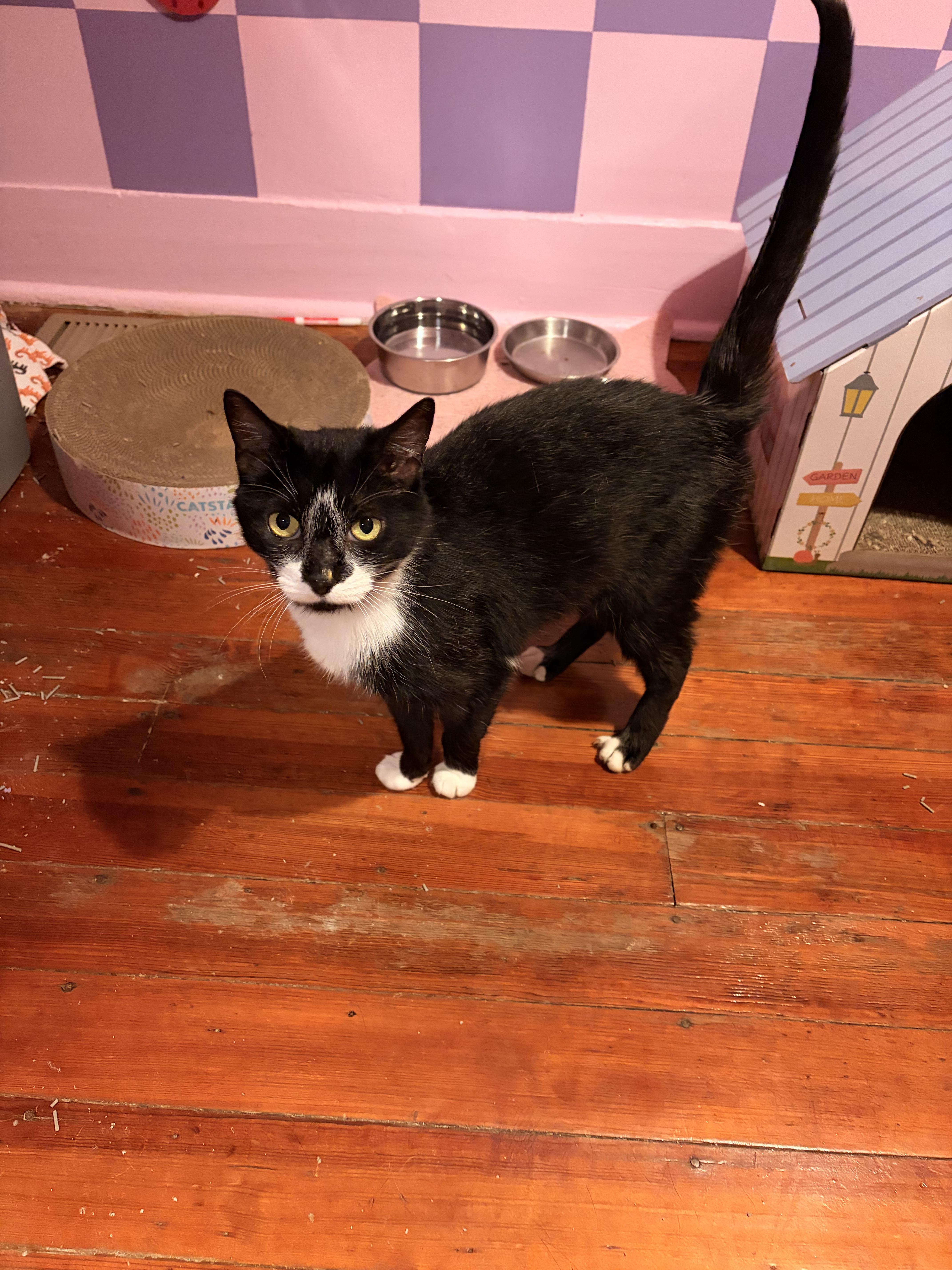 Enlarge Badger, a ADOPTABLE Domestic Short Hair in Mullica Hill, NJ image 2/3