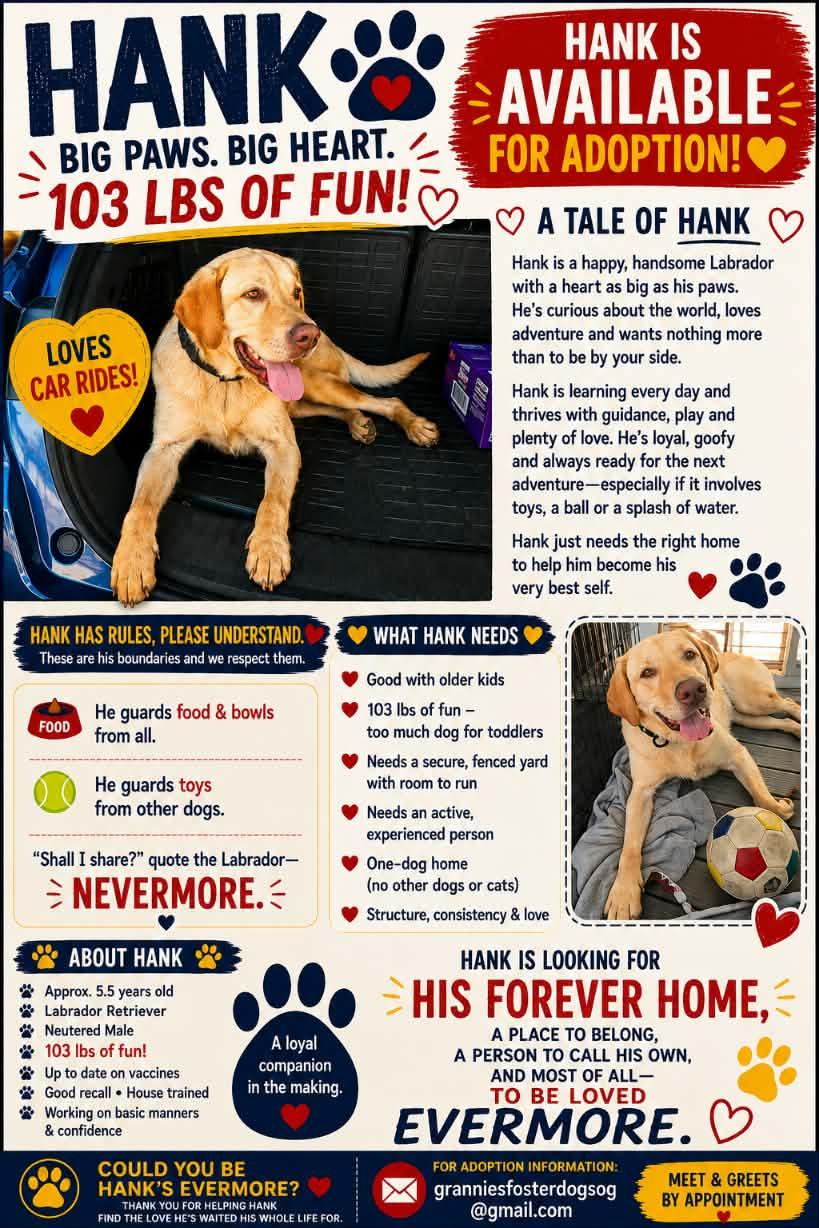Hank the Handyman 5 yes old, ADOPTABLE, Adult Male Yellow Labrador Retriever.