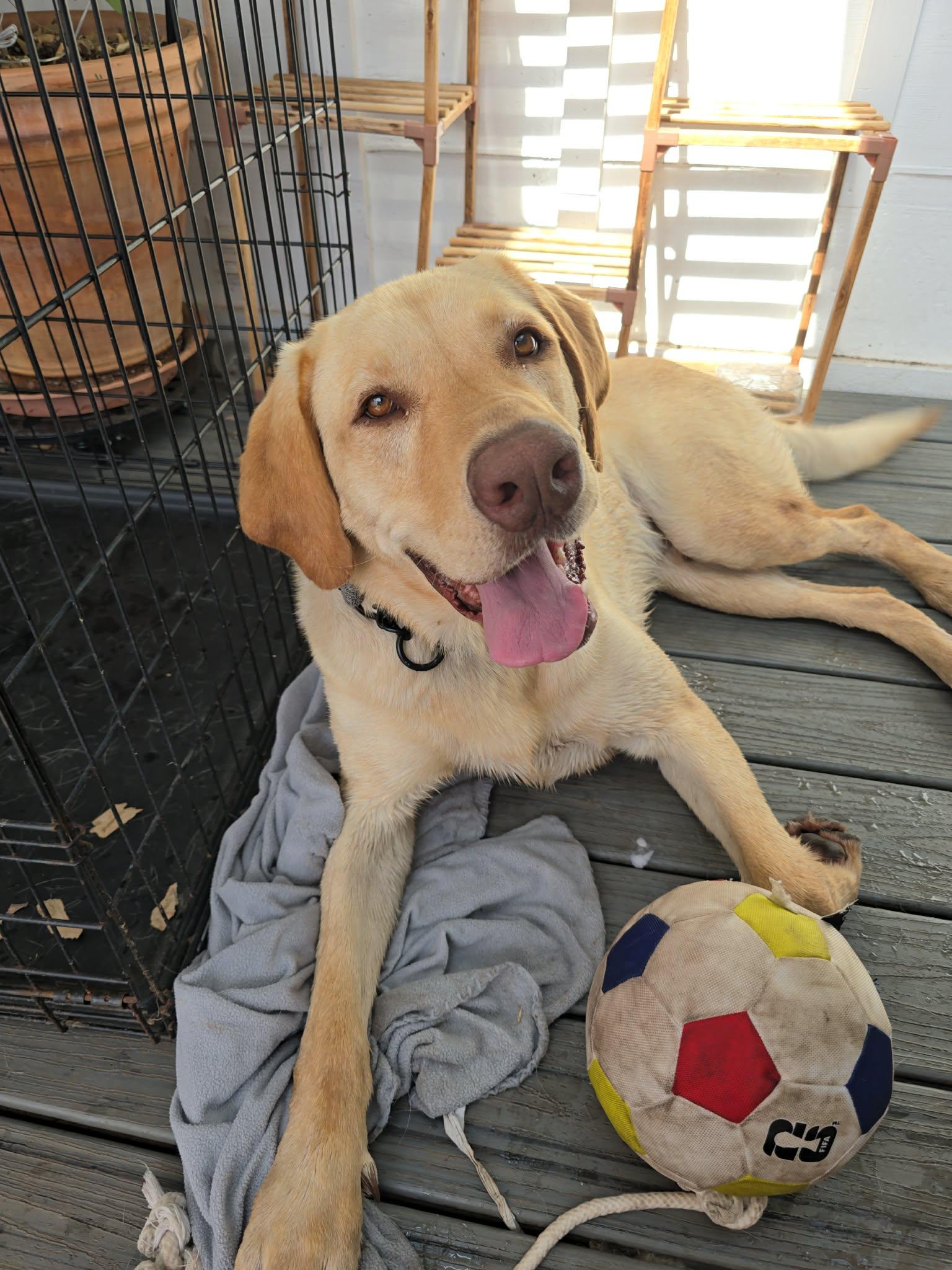 Enlarge Hank the Handyman 5 yes old, a ADOPTABLE Yellow Labrador Retriever in Willits, CA image 4/6