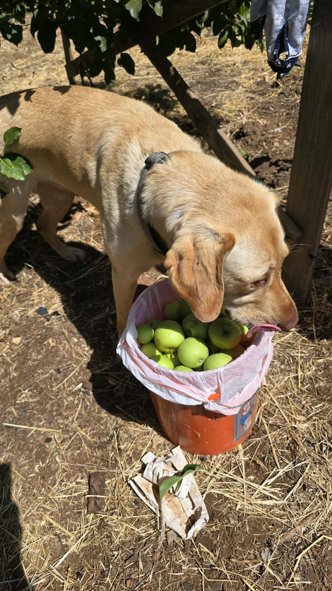 Enlarge Hank the Handyman 5 yes old, a ADOPTABLE Yellow Labrador Retriever in Willits, CA image 2/6