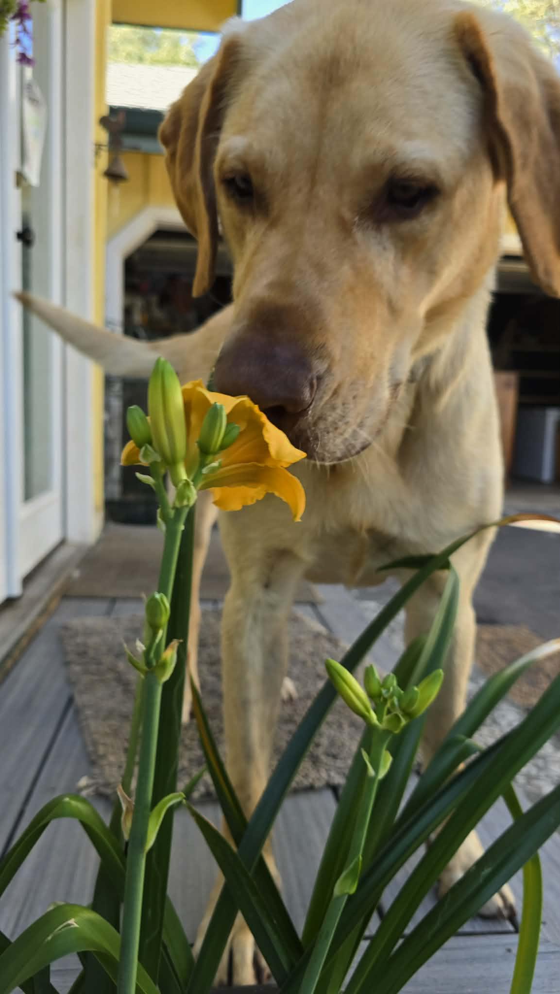 Enlarge Hank the Handyman 5 yes old, a ADOPTABLE Yellow Labrador Retriever in Willits, CA image 5/6