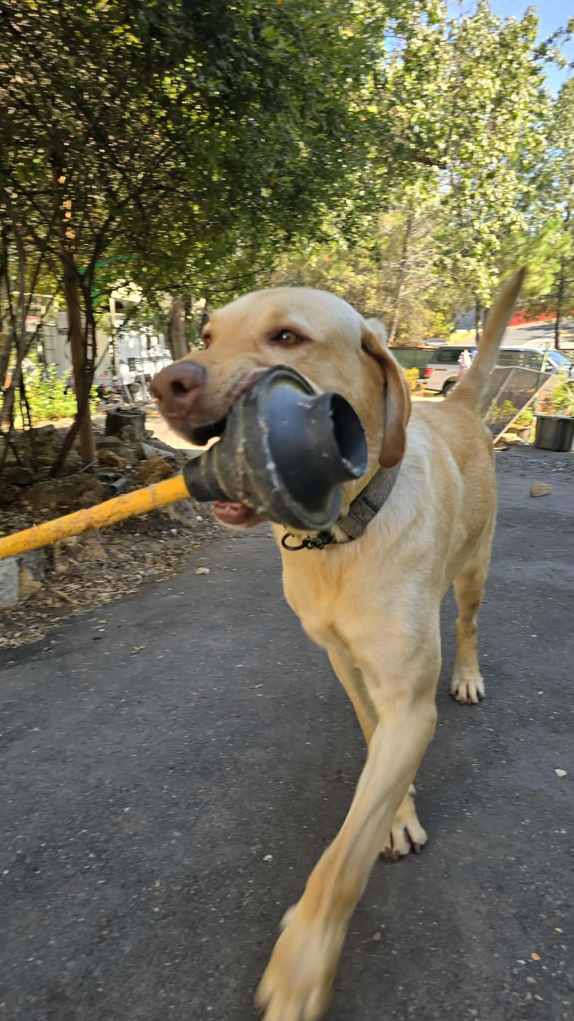 Enlarge Hank the Handyman 5 yes old, a ADOPTABLE Yellow Labrador Retriever in Willits, CA image 6/6