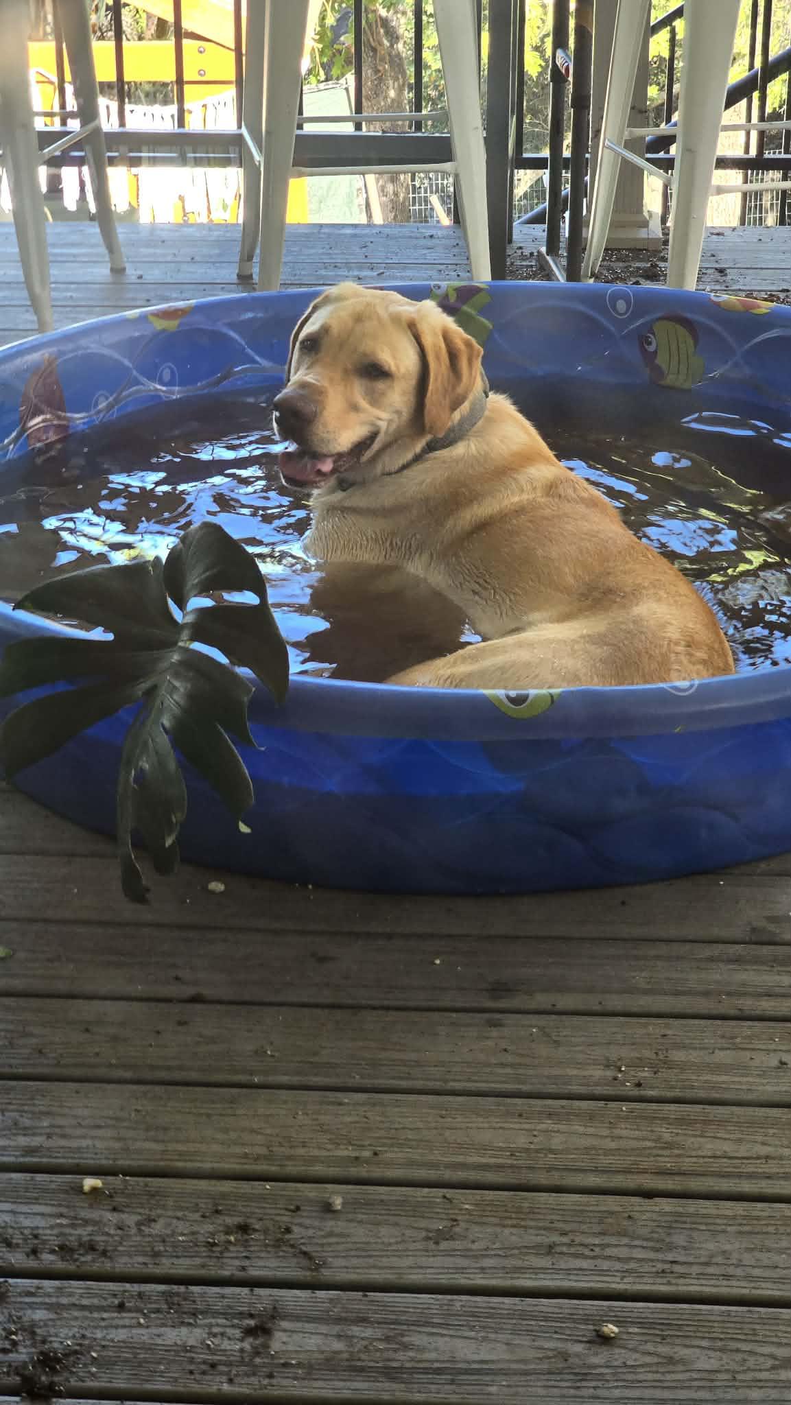 Enlarge Hank the Handyman 5 yes old, a ADOPTABLE Yellow Labrador Retriever in Willits, CA image 3/6