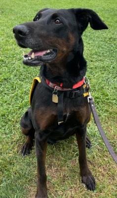 Enlarge Willow, a Adoptable mixed breed in Santa Paula, CA image 6/6
