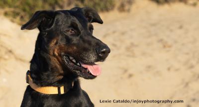 Enlarge Willow, a Adoptable mixed breed in Santa Paula, CA image 1/6