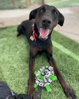 Enlarge Willow, a Adoptable mixed breed in Santa Paula, CA image 3/6