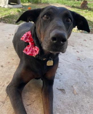 Enlarge Willow, a Adoptable mixed breed in Santa Paula, CA image 5/6
