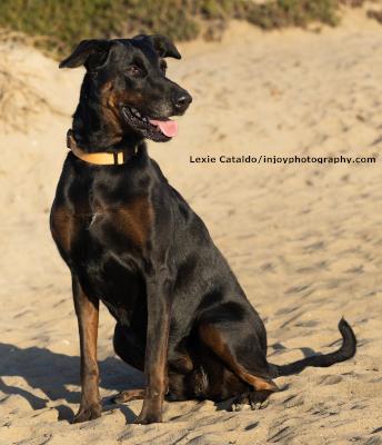 Enlarge Willow, a Adoptable mixed breed in Santa Paula, CA image 2/6