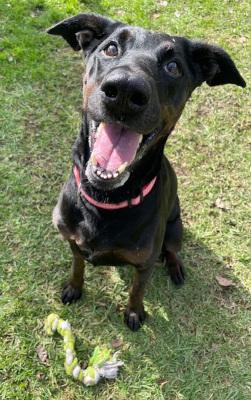 Enlarge Willow, a Adoptable mixed breed in Santa Paula, CA image 4/6