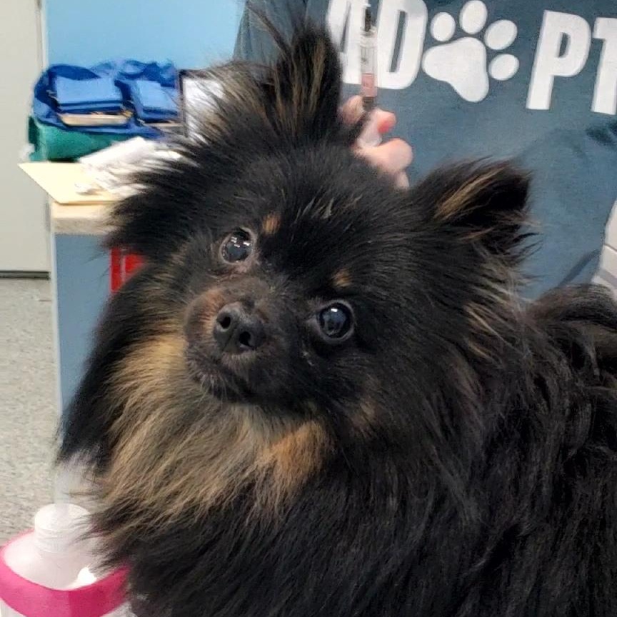 Enlarge Spigot, an adopted Pomeranian in Hutchinson, MN image 2/4