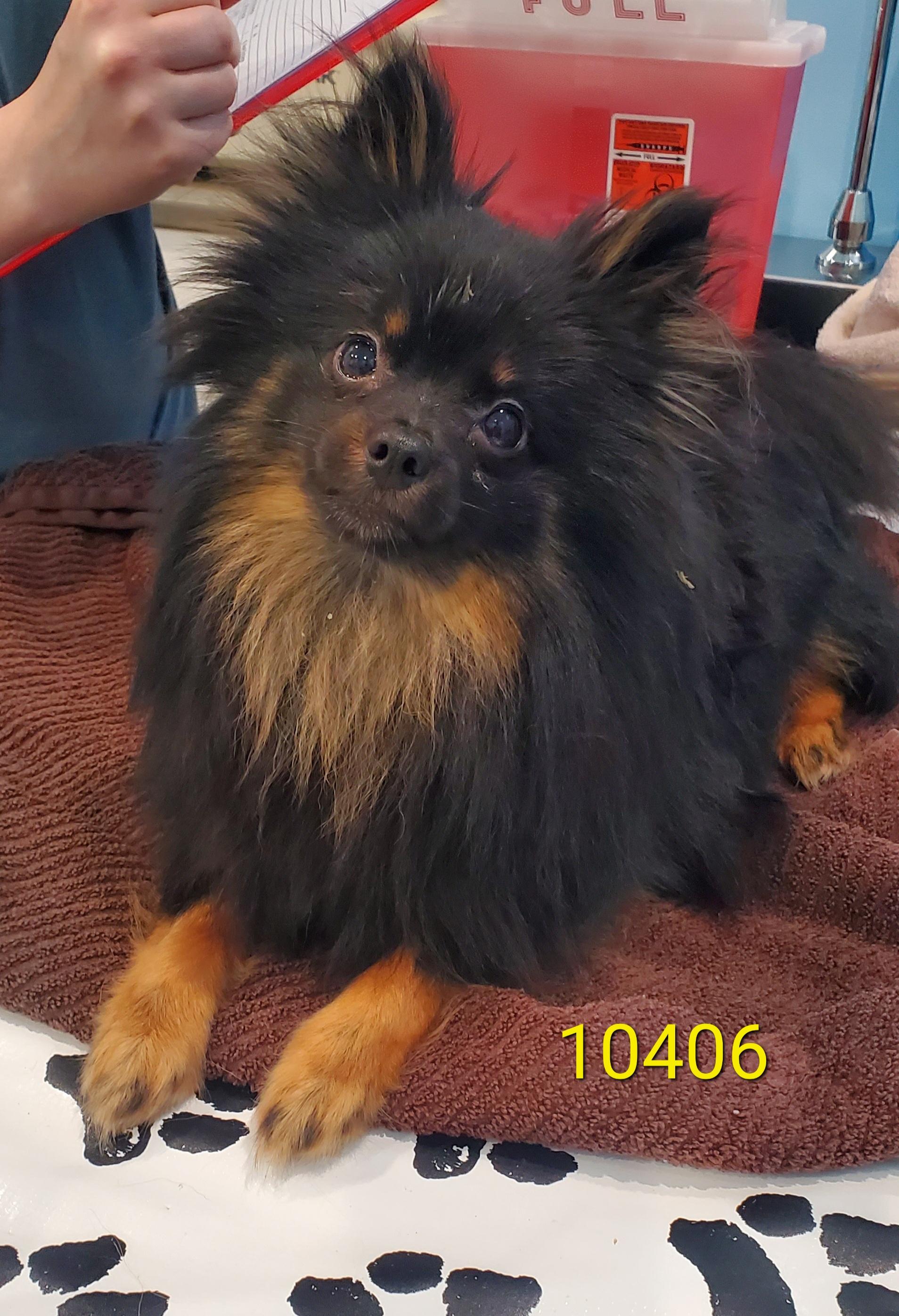 Spigot, adopted, Adult Male Pomeranian.