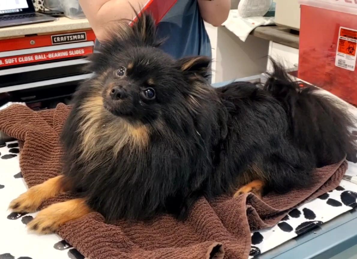 Enlarge Spigot, an adopted Pomeranian in Hutchinson, MN image 4/4