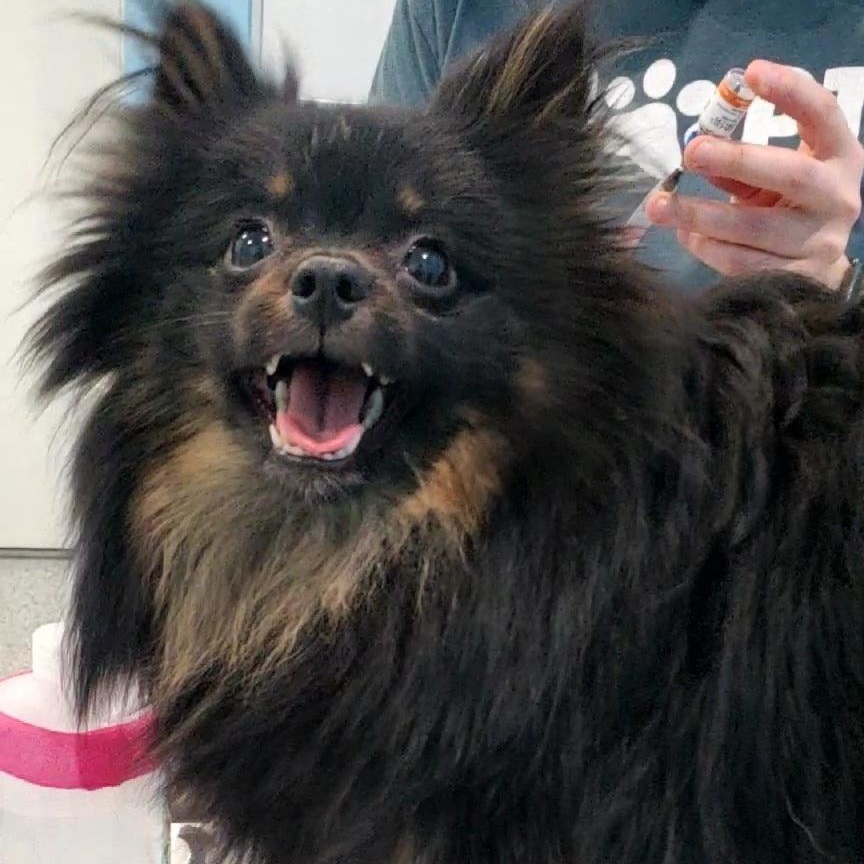 Enlarge Spigot, an adopted Pomeranian in Hutchinson, MN image 3/4