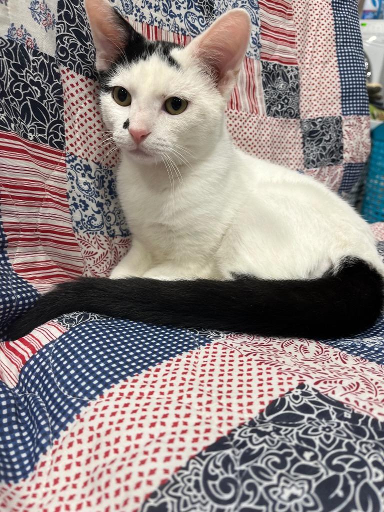 Skelly, Adoptable, Kitten Male Domestic Short Hair.