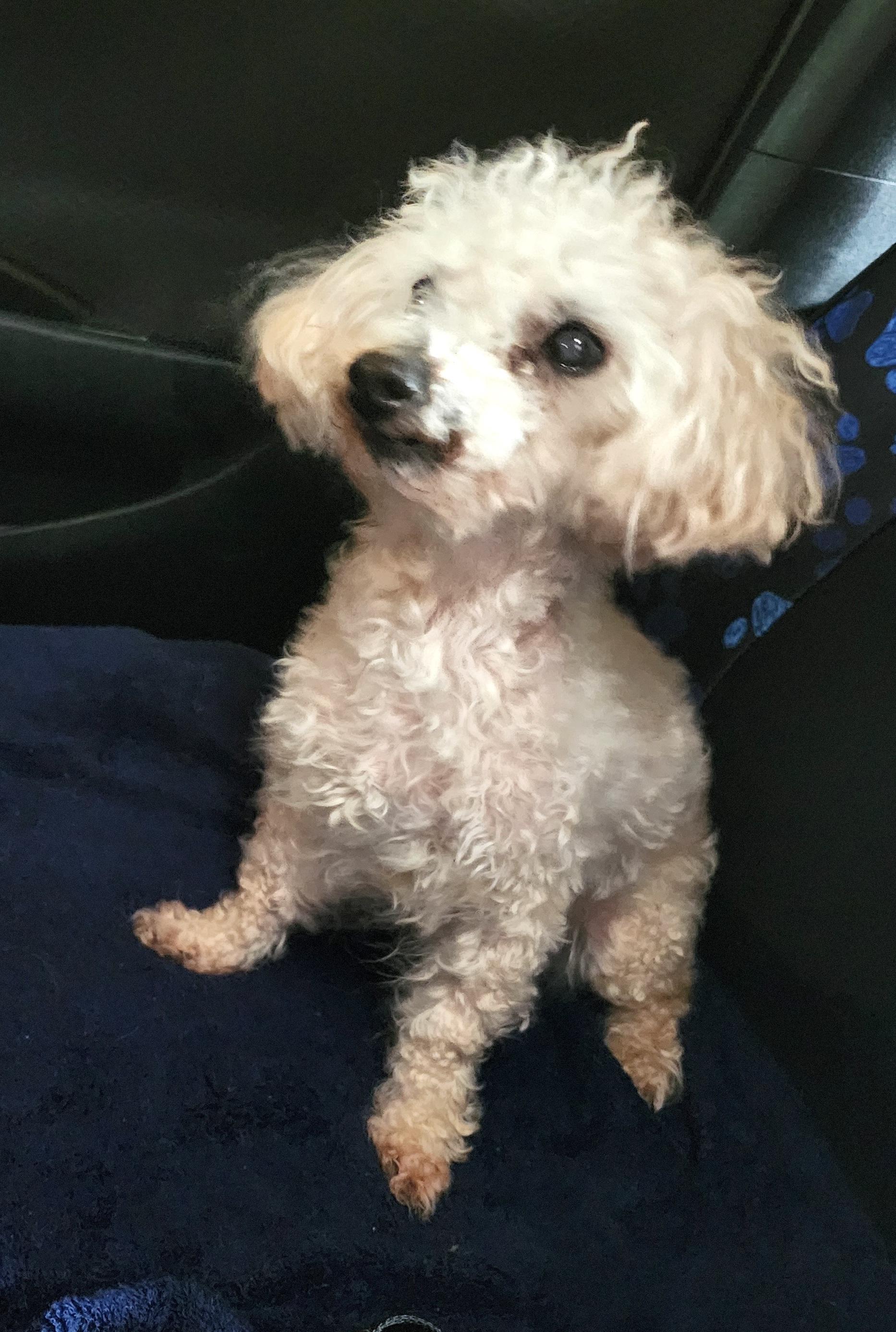 Enlarge Charlie, a Adopted Miniature Poodle in Newton, IA image 3/4