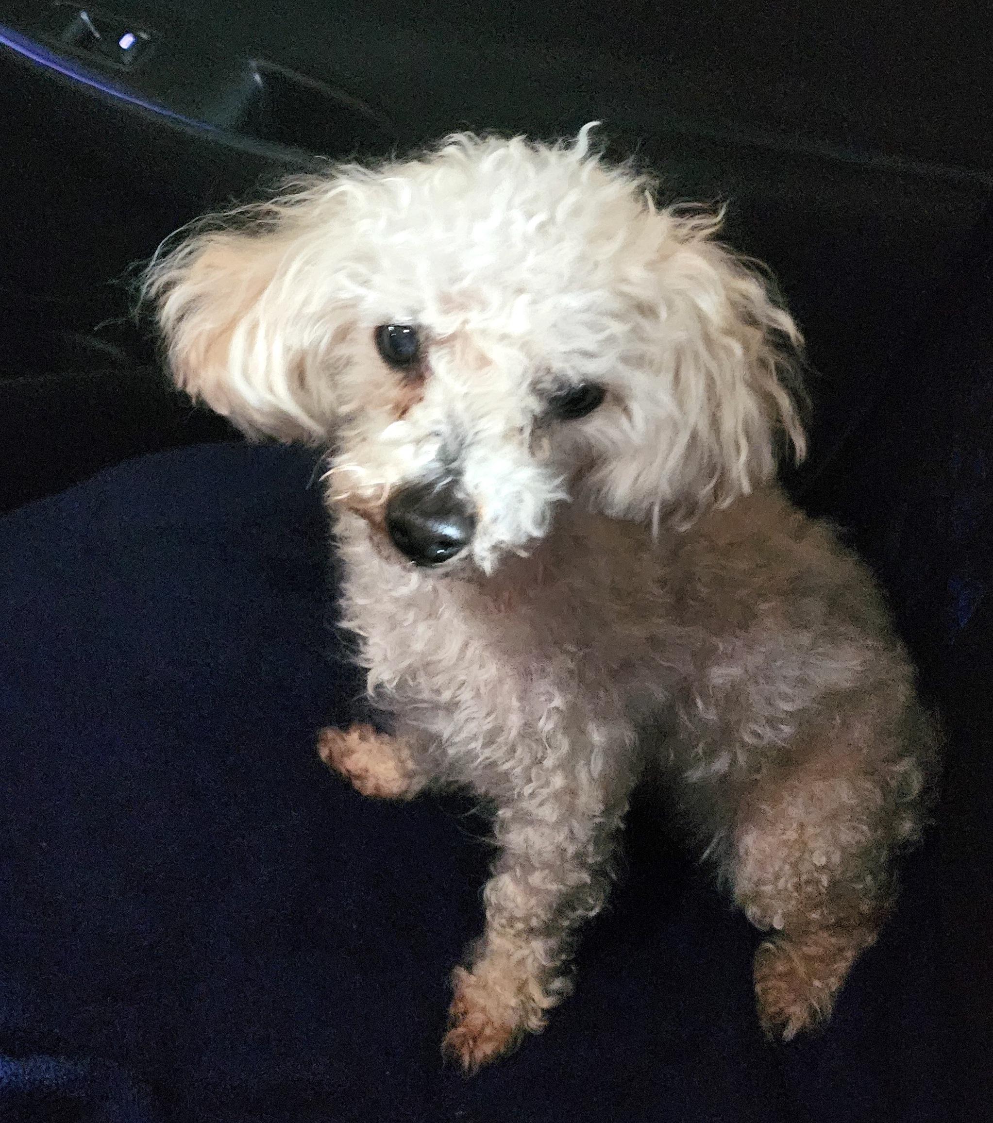 Enlarge Charlie, a Adopted Miniature Poodle in Newton, IA image 4/4