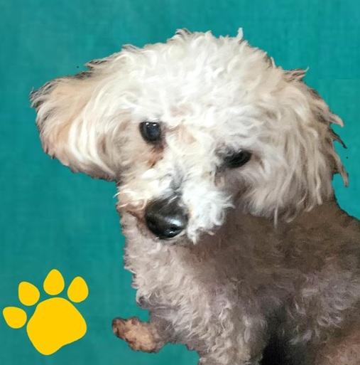 Enlarge Charlie, a Adopted Miniature Poodle in Newton, IA image 2/4