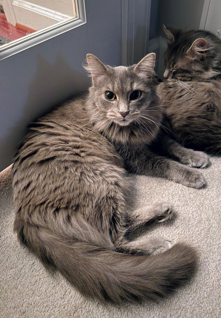 Enlarge Jynxie, a Adopted Domestic Medium Hair in Reston, VA image 1/3