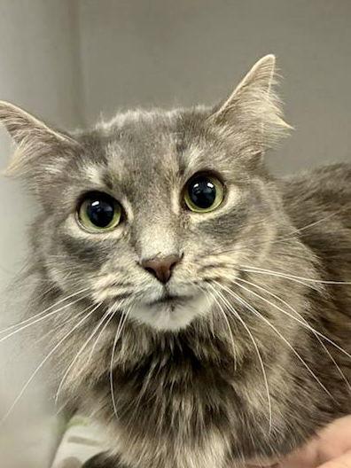 Enlarge Jynxie, a Adopted Domestic Medium Hair in Reston, VA image 2/3