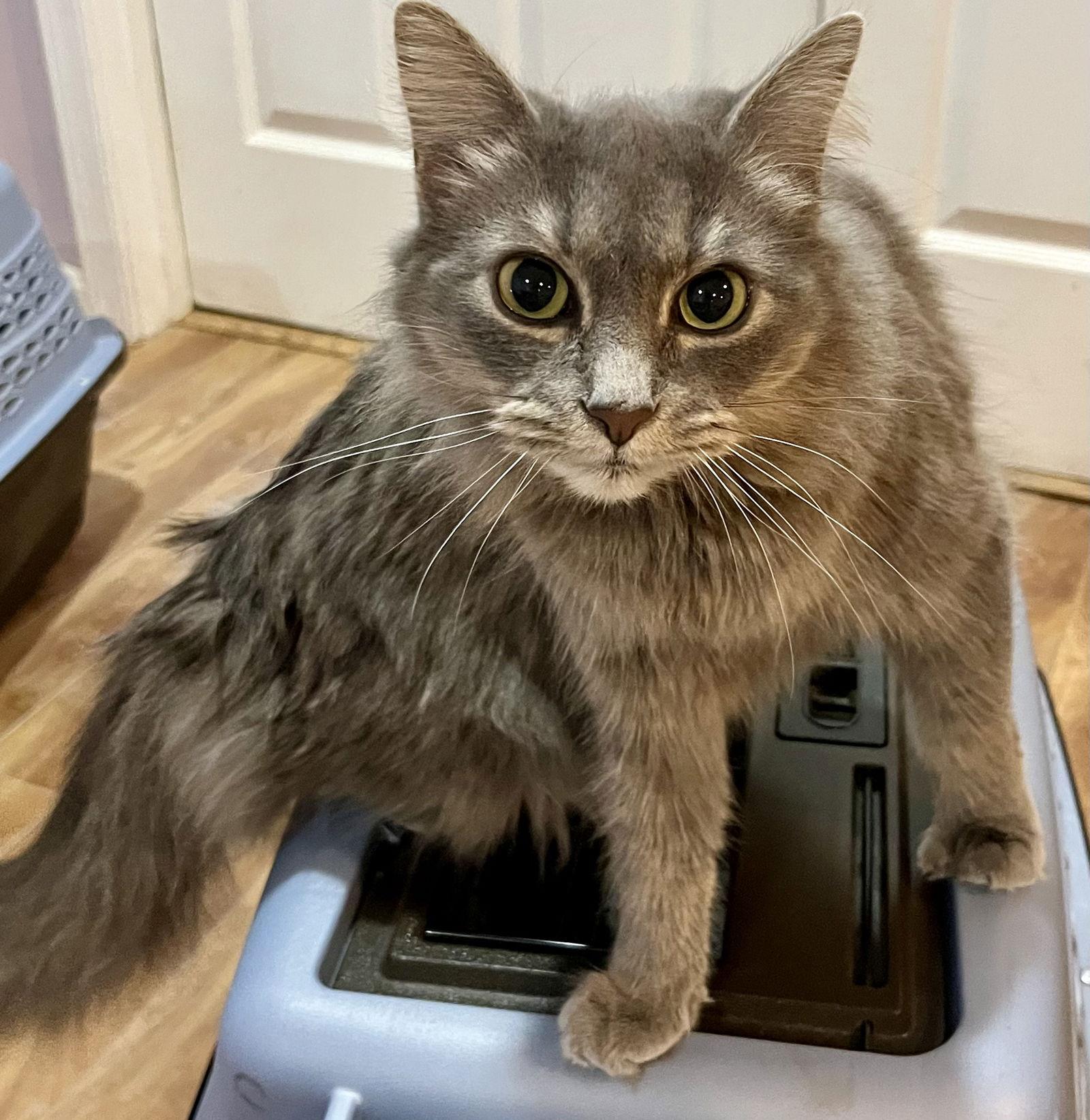 Enlarge Jynxie, a Adopted Domestic Medium Hair in Reston, VA image 3/3