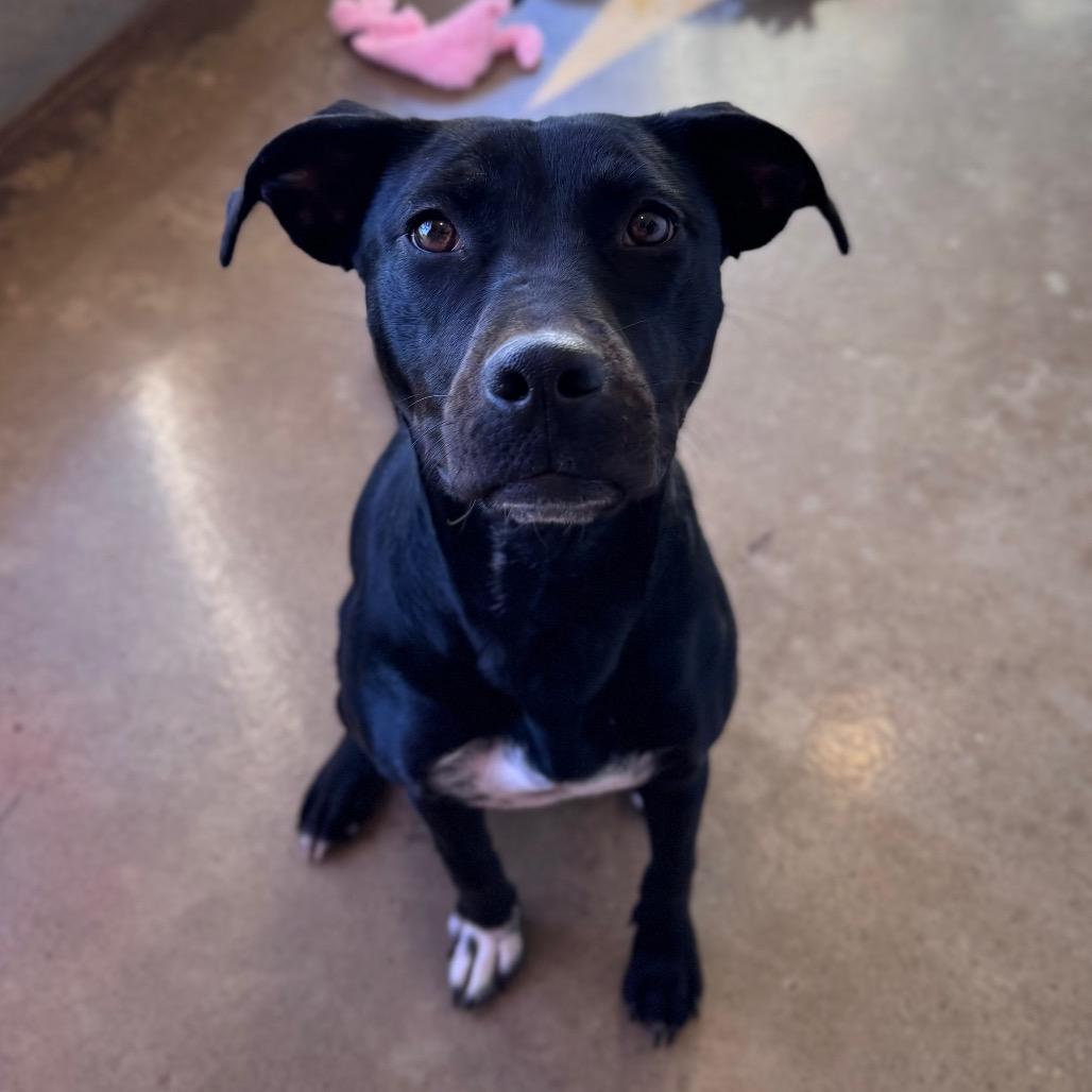 Raven, Adoptable, Young Female Mixed Breed & Labrador Retriever.