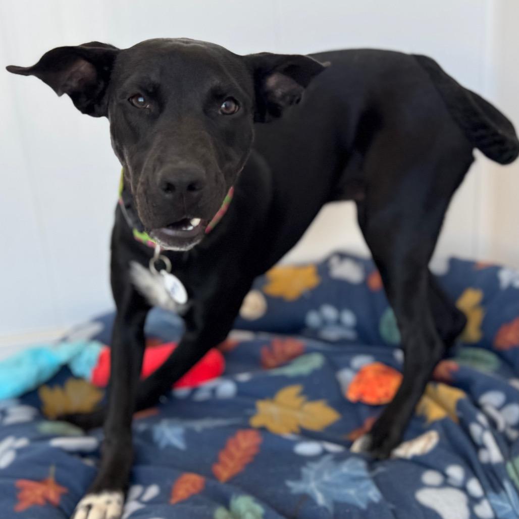 Raven, Adoptable, Young Female Mixed Breed & Labrador Retriever.
