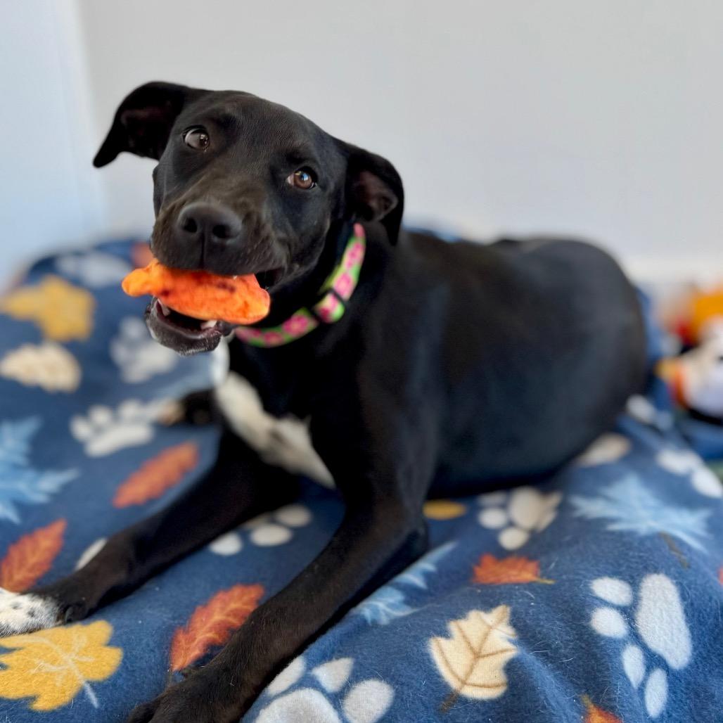 Raven, a Adoptable mixed breed in Green Bay, WI image 2/6