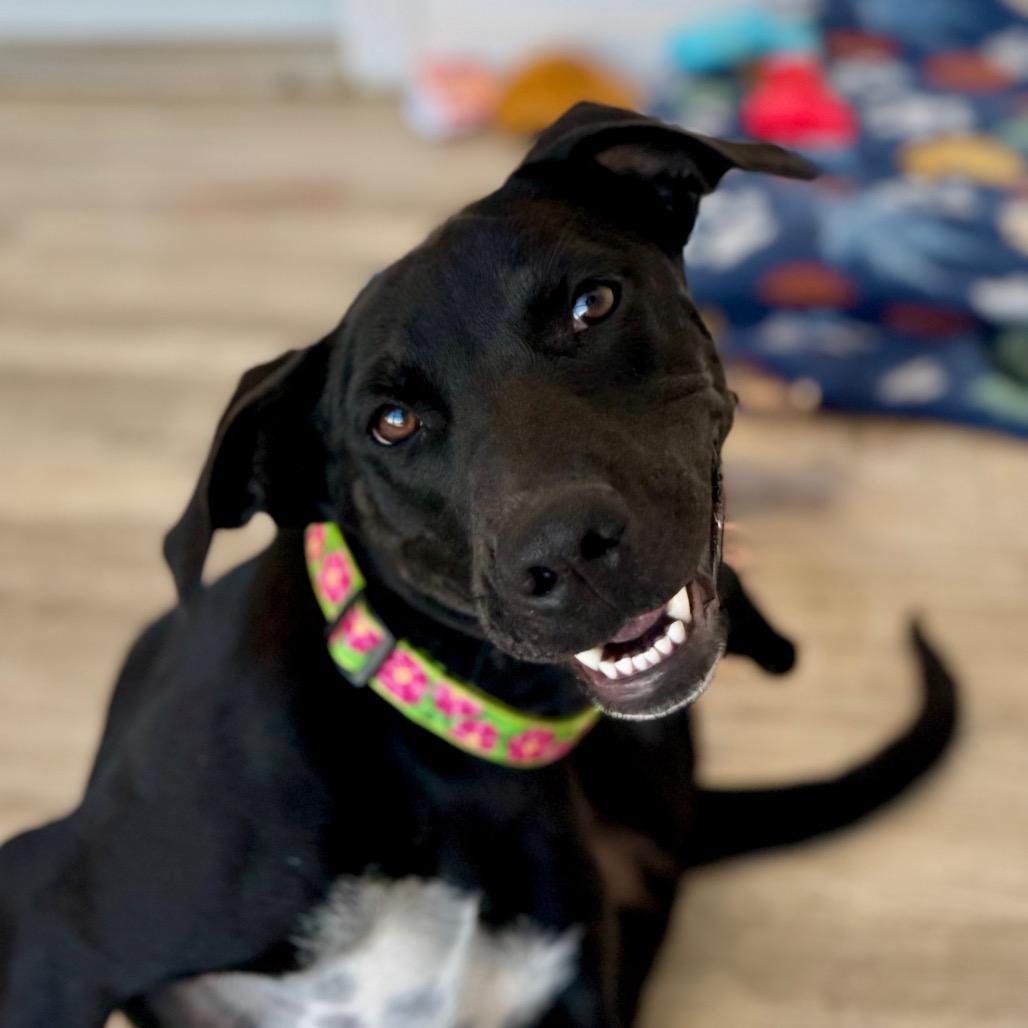 Raven, a Adoptable mixed breed in Green Bay, WI image 3/6