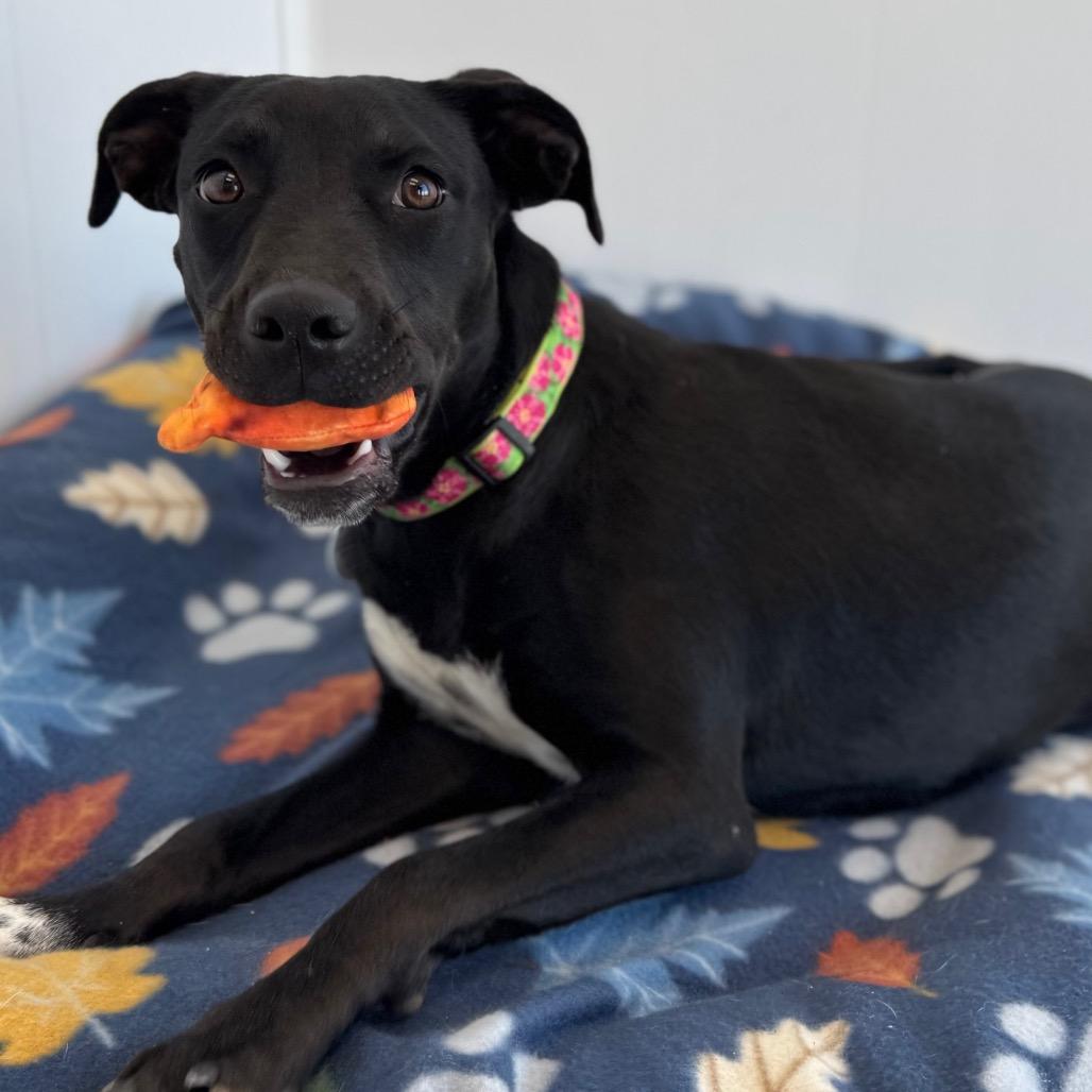 Raven, a Adoptable mixed breed in Green Bay, WI image 4/6